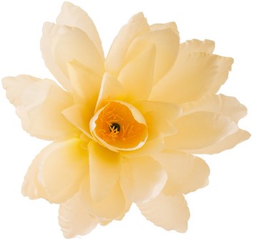 Kunstig lotus stilk med tre fløde blomster. Længde 39 cm, Ø 15 cm