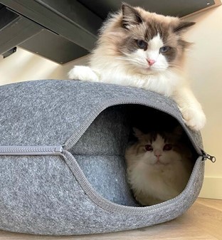 Katteseng og legetunnel i ét. Et hyggeligt sted for din dejlige kat
